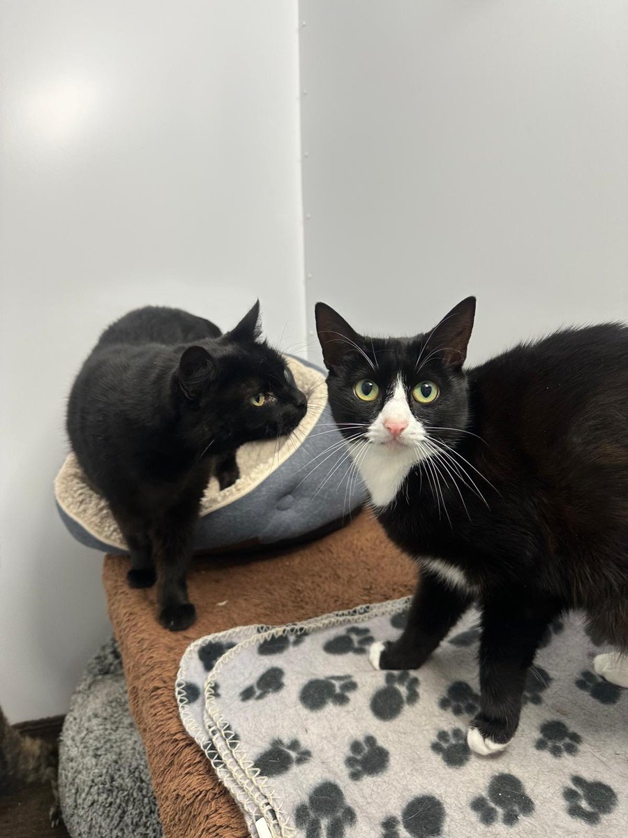Cats in North Oxfordshire tweet media