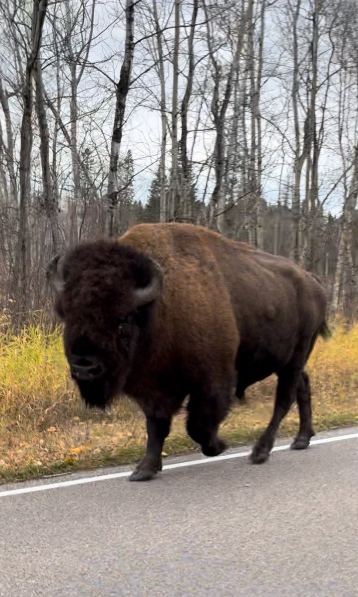 canadachandra's tweet photo. Holy moly, big buffalo-ly!
@ElkIslandNP #bison #notabuffalo https://t.co/dx7vLMpVFw