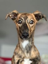 NWDogRescue's tweet photo. Dora the explorer, please help find a home urgently
https://t.co/4MZGNFWPA7
please retweet https://t.co/ezC9EkzD2I
