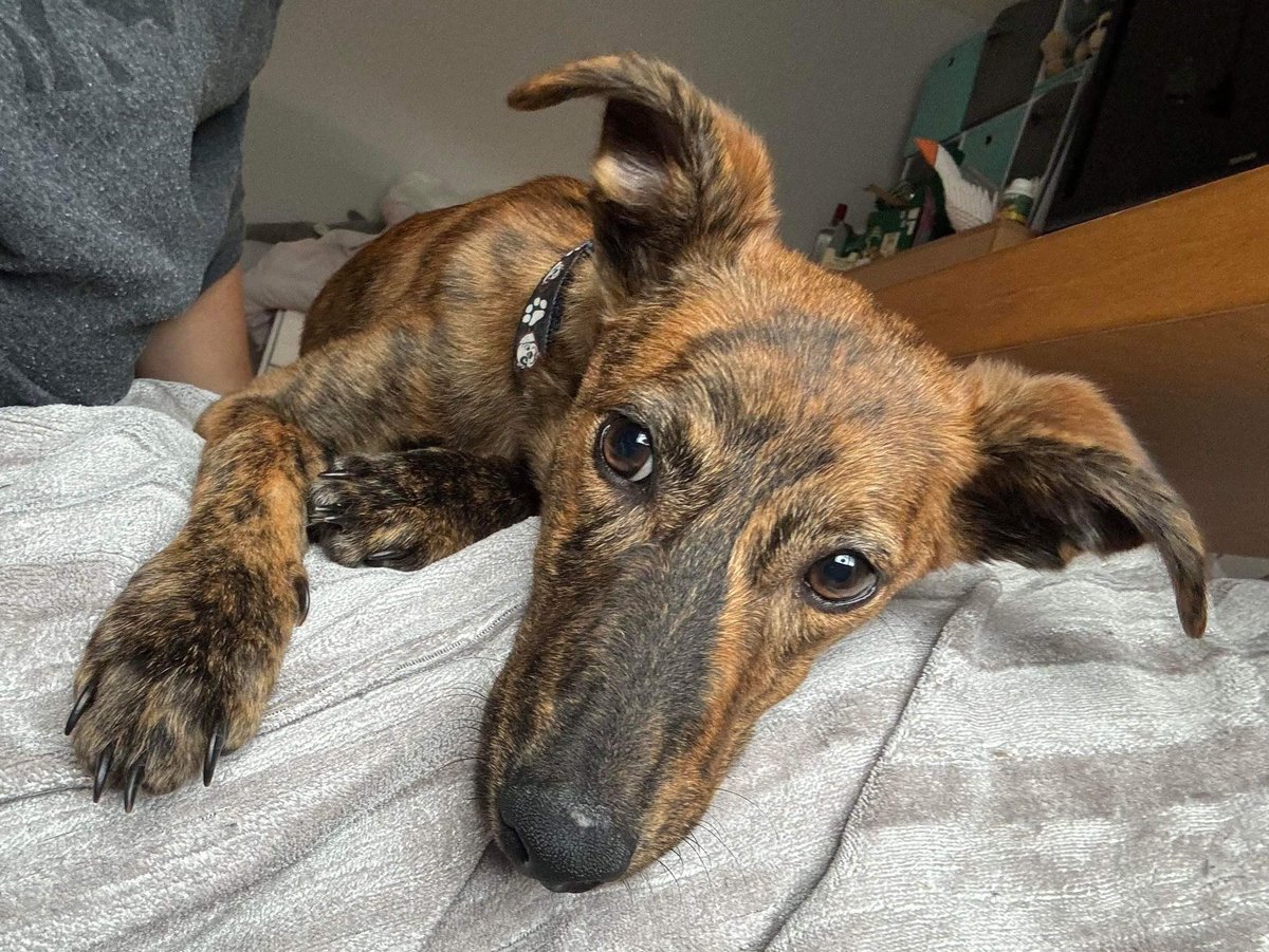 NWDogRescue's tweet photo. Dora the explorer, please help find a home urgently
https://t.co/4MZGNFWPA7
please retweet https://t.co/ezC9EkzD2I