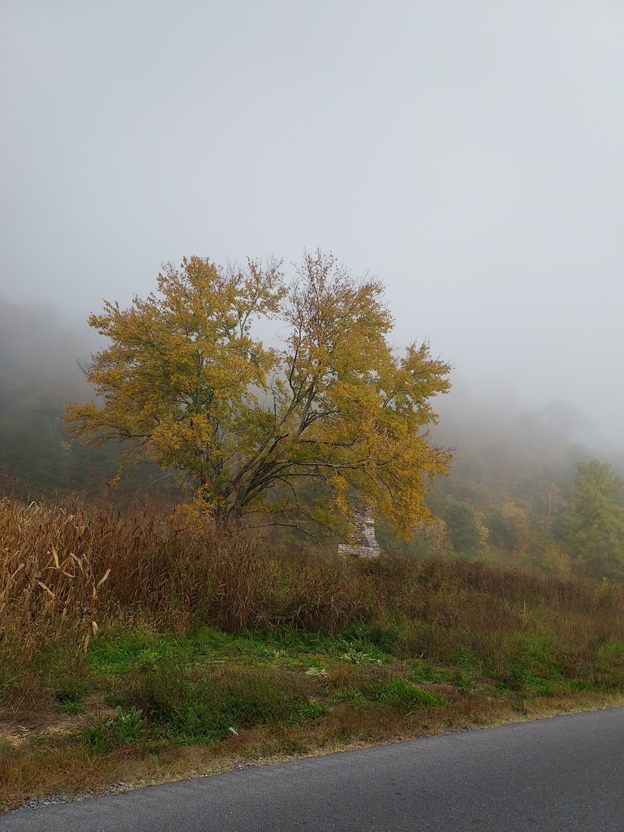 MelissasLibrary's tweet image. I interrupt regular #MarshallFoundationLibrary posting to just enjoy autumn in the Blue Ridge.