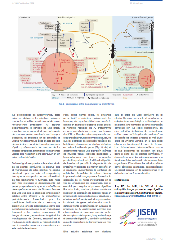 ¿Todavía no has leído la última entrega de Micro Joven en NoticiaSEM? Esta vez hemos hablado de simbiosis entre plantas del género Drosera y el hongo A. crateriforme para favorecer las condiciones extremas en las que habitan. ¡No te lo puedes perder! <a href="/SEMicrobiologia/">SEM</a>
