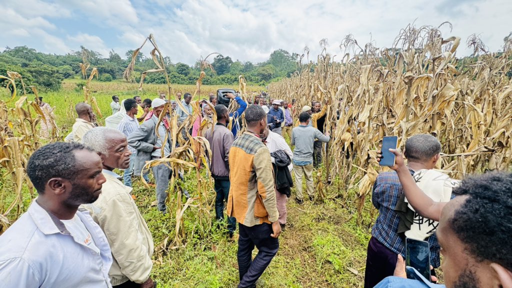 SAA_Ethiopia's tweet image. SAA Ethiopia organized farmers’ field day at maturity stage on #AfDb funded #PHRDG project interventions at Buyo Kechema &amp;amp; Shashemene Kebeles of Seka Chekorsa District.