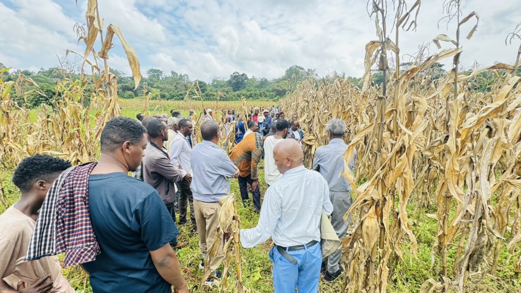 SAA_Ethiopia's tweet image. SAA Ethiopia organized farmers’ field day at maturity stage on #AfDb funded #PHRDG project interventions at Buyo Kechema &amp;amp; Shashemene Kebeles of Seka Chekorsa District.