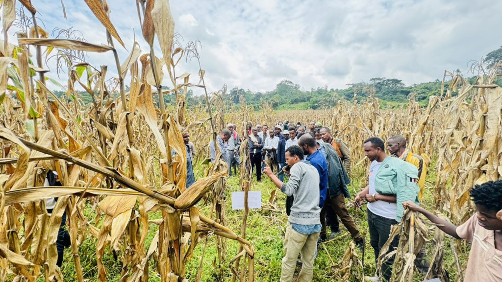 SAA_Ethiopia's tweet image. SAA Ethiopia organized farmers’ field day at maturity stage on #AfDb funded #PHRDG project interventions at Buyo Kechema &amp;amp; Shashemene Kebeles of Seka Chekorsa District.