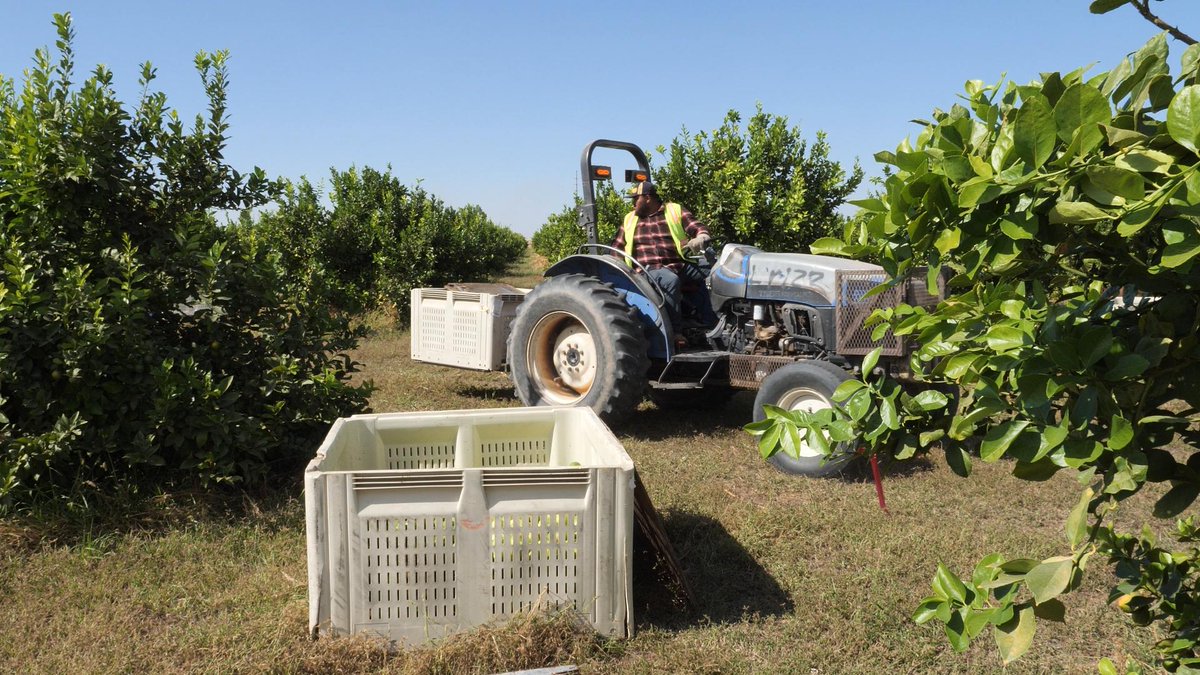 Yuma farmers are celebrating a bountiful citrus harvest despite the late summer heat! This warm fall season has produced  top quality lemons. Yuma's perfect sun, soil, and water make it a key player in Arizona's citrus industry.