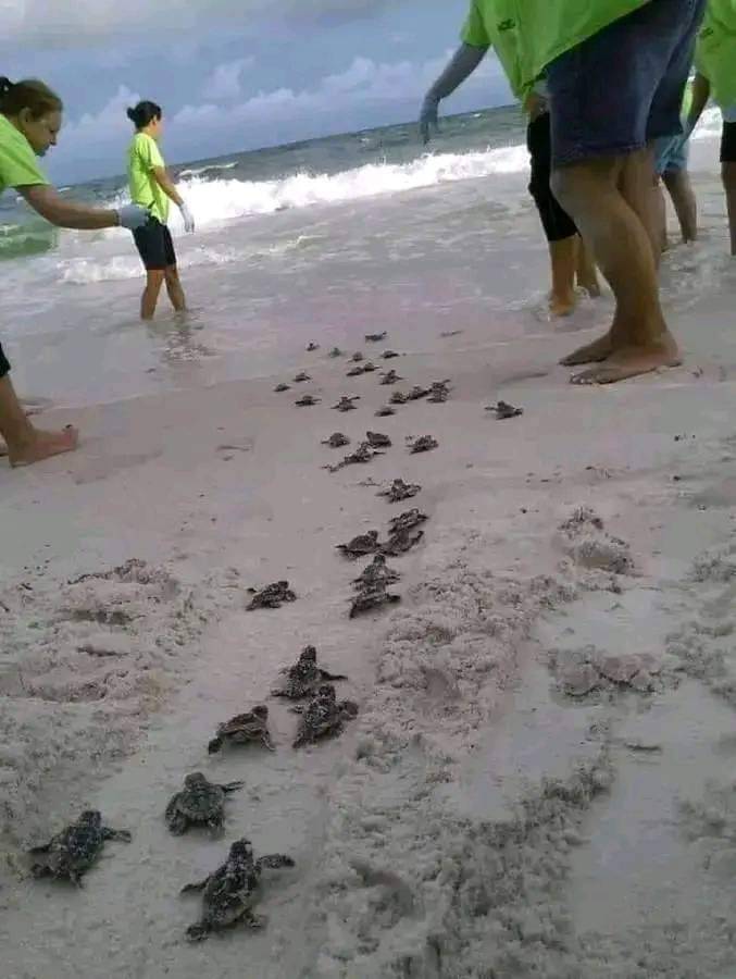 Bryan Johnson tweet media