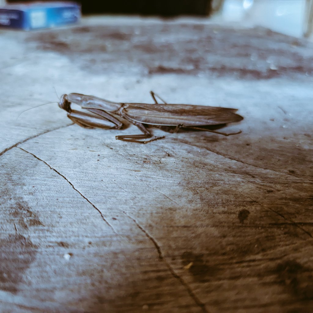 Peter Lawrence tweet media