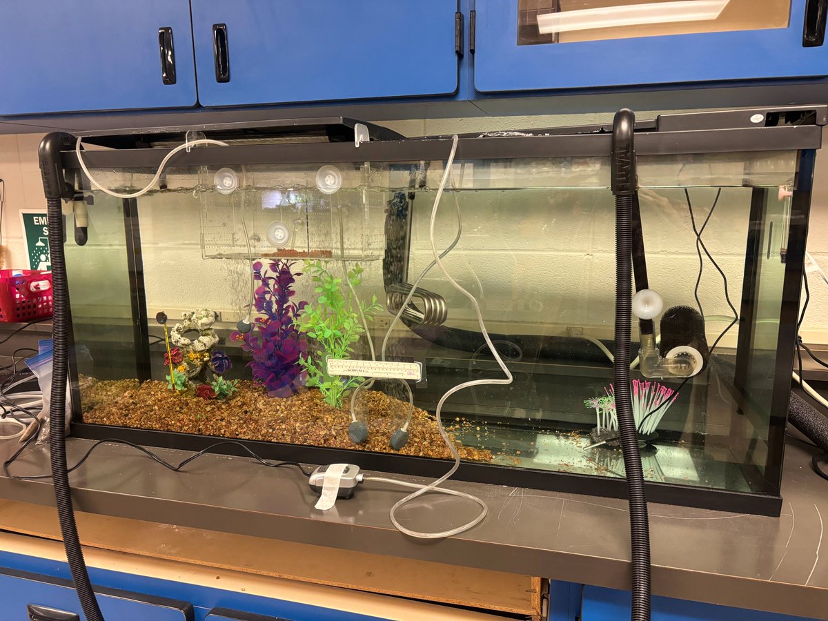 Niwot High School tweet media