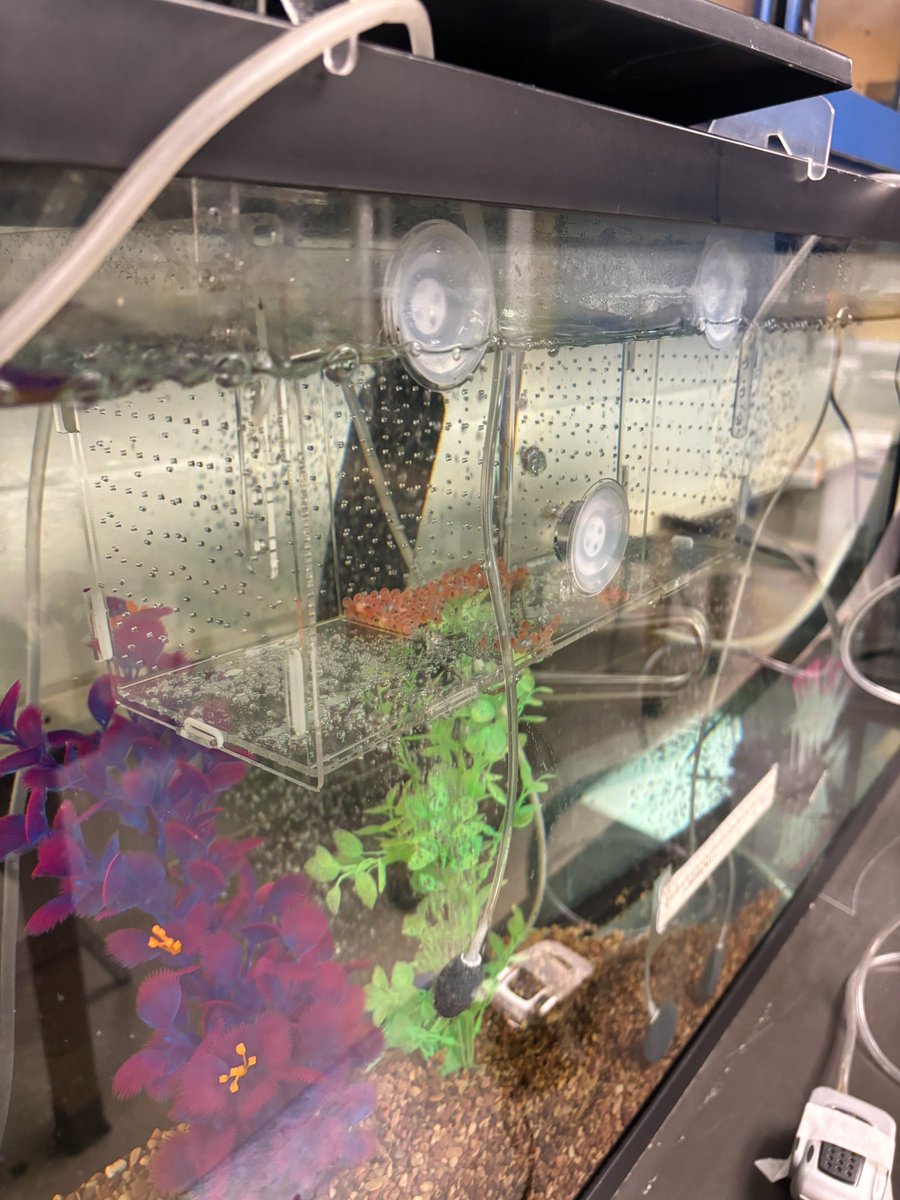 Niwot High School tweet media