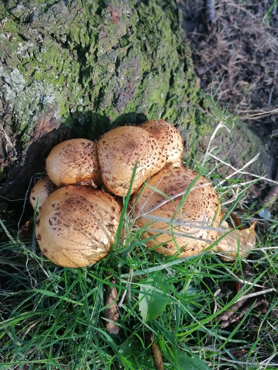 Fab fungi bursting out all over!