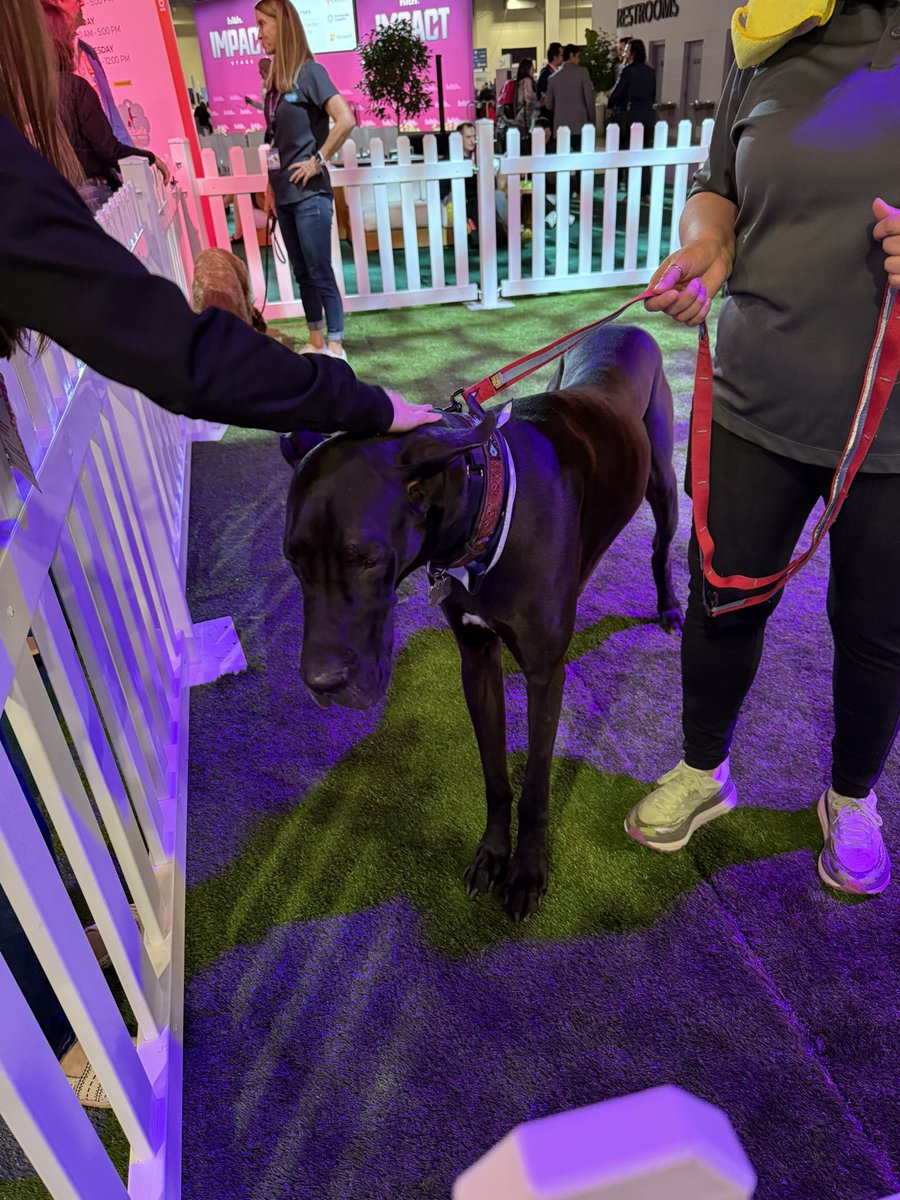 Liratastic's tweet photo. What’s happening at #HLTH2024  Coffee &amp; Dogs of course. Shaquille says good morning. 💕🐾 #HIT #dataquality #Interoperability https://t.co/QnAKOGgq0r