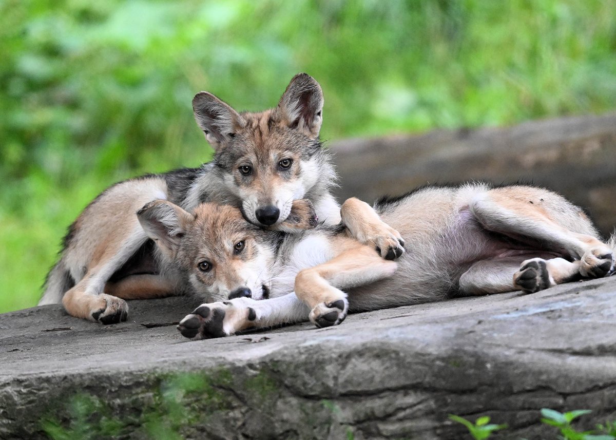 brookfield_zoo's tweet photo. This Wolf Awareness Week, we’re thrilled to share a pupdate on Mexican wolf sisters Molly and Sierra. Though they share a striking resemblance, you can tell them apart by their coloration: Molly has a slightly darker face, while Sierra’s coat is lighter. https://t.co/KDW11T12vA