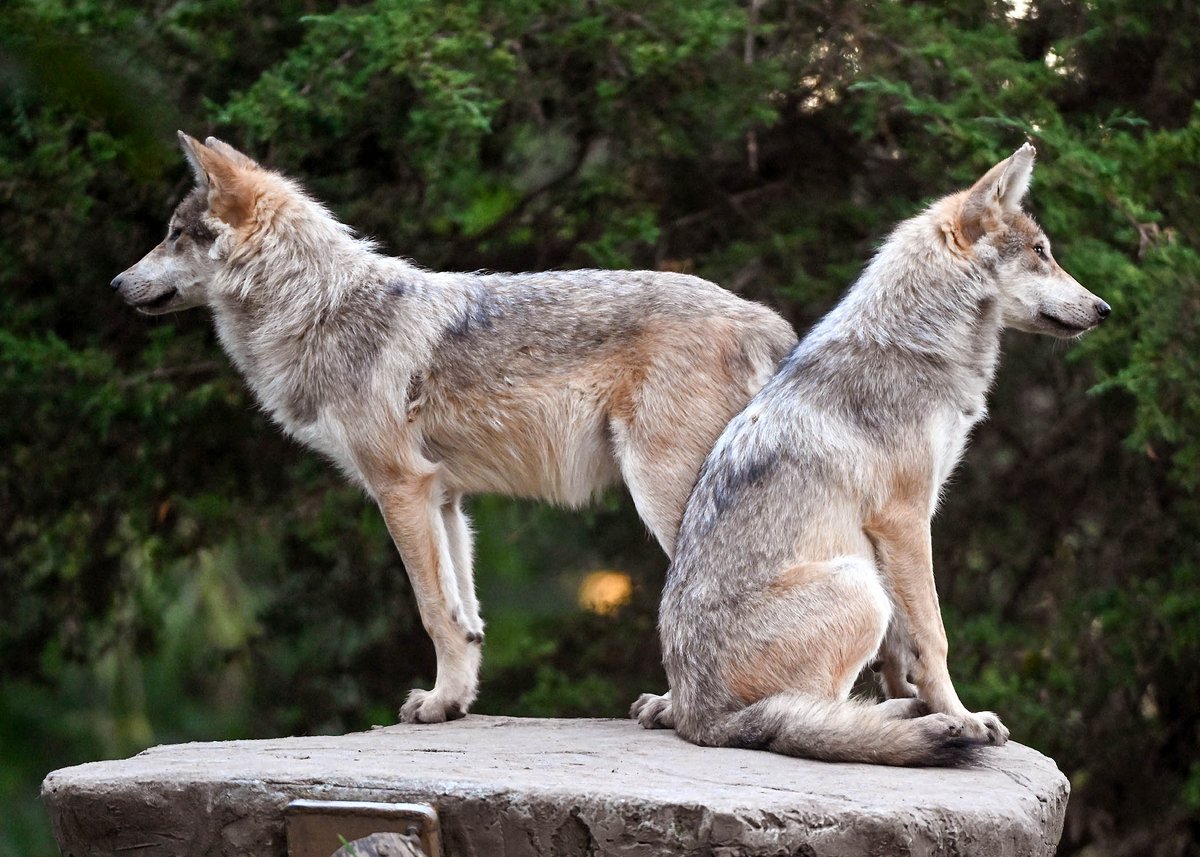 brookfield_zoo's tweet photo. This Wolf Awareness Week, we’re thrilled to share a pupdate on Mexican wolf sisters Molly and Sierra. Though they share a striking resemblance, you can tell them apart by their coloration: Molly has a slightly darker face, while Sierra’s coat is lighter. https://t.co/KDW11T12vA