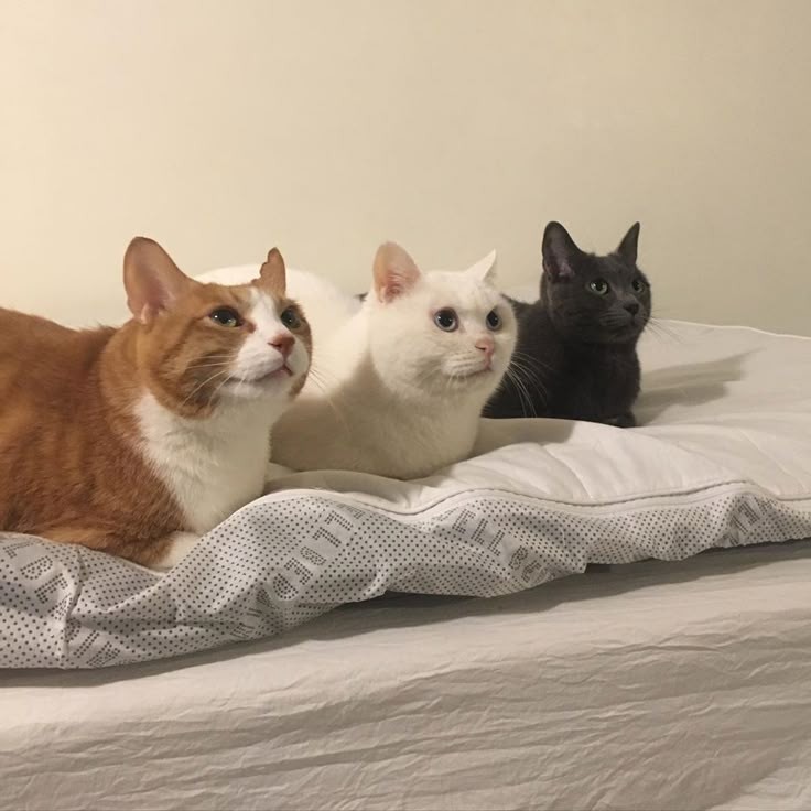 #. Thank you, Koko dan Cece. Inilah kita dalam tahap membalas menfess yang sudah tenggelam 2 bulan itu. 

Starring: 
Algren Lee as meng hitam.
Valentine Lee as meng putih.
Serena Lee as meng oren.