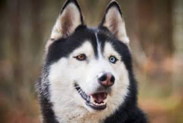 parodyskyeb's tweet photo. There’s only one boy in my life and that’s my xander  bear @xander_parody  he’s shown me how to control my powers also shown me a love so deep that makes me feel that he’s the one the soulmate I’ve always dreamed about when he brought home our beautiful puppy Akira our husky https://t.co/8Bv0YqDOgx