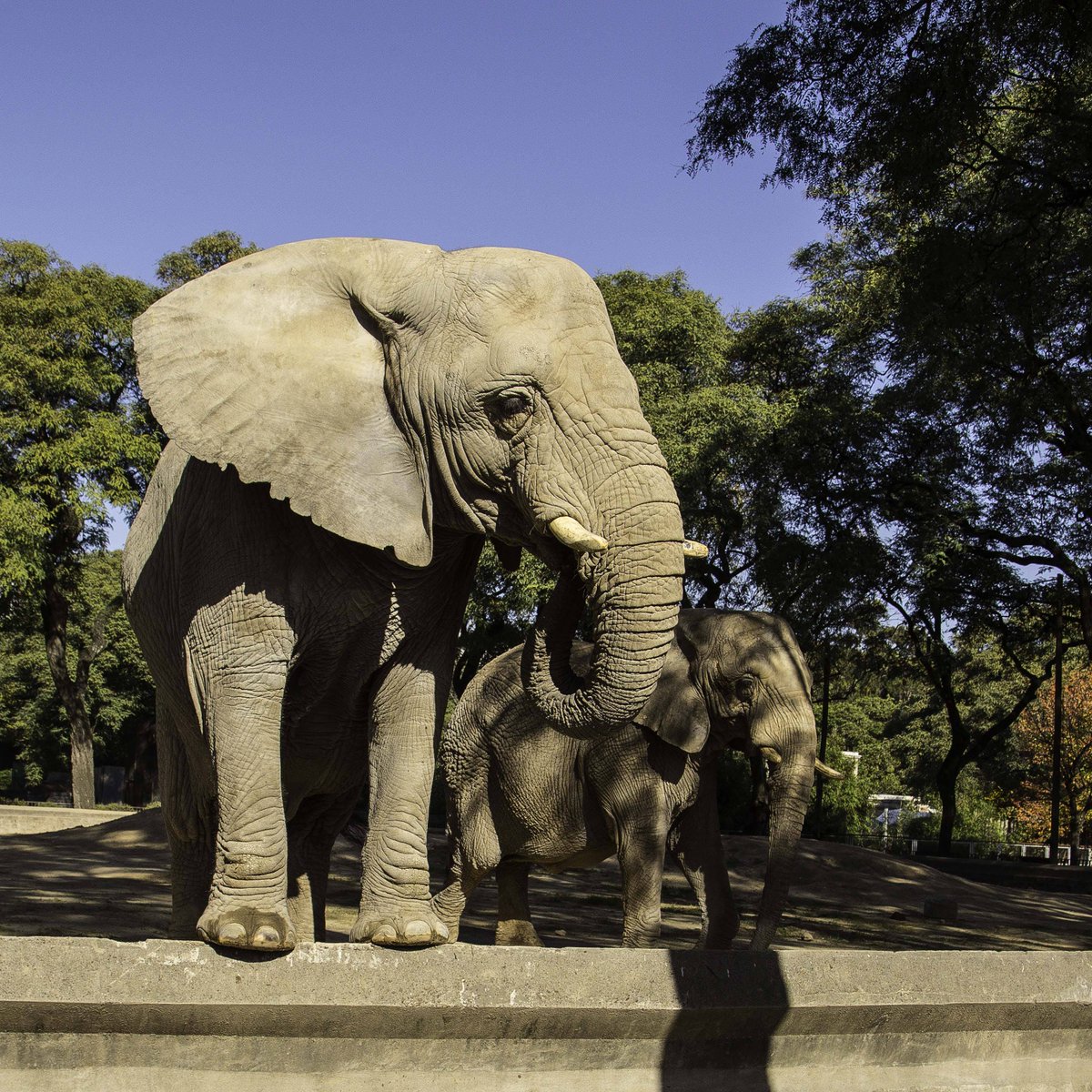 We are saddened to report that Kuky, one of the African elephants living at Buenos Aires Ecopark, passed away this morning; she lived at the ecopark for 31 years, both with Pupy, a fellow African elephant, and Mara, currently living at Elephant Sanctuary Brazil.

For those of you