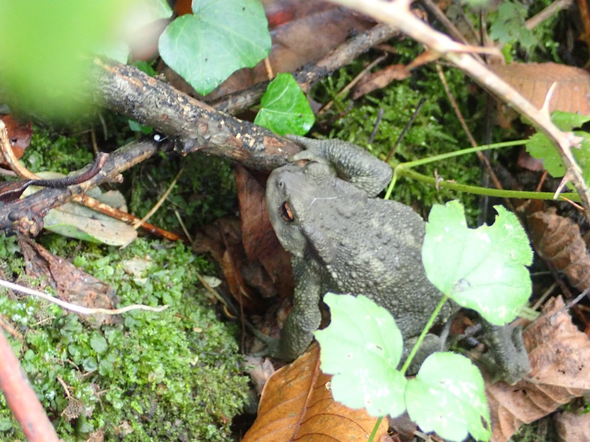 Merops Field Studies tweet media