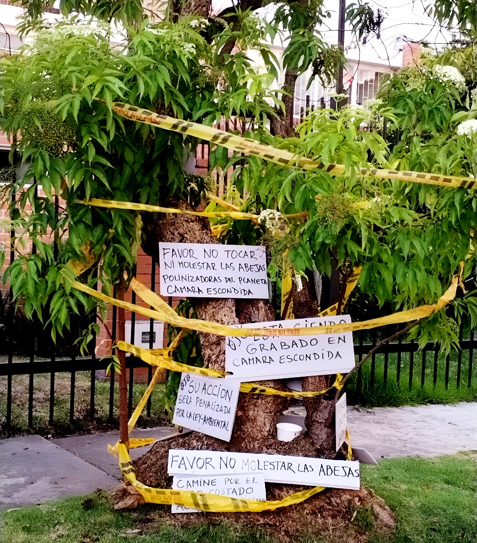 Ayer denunciamos el envenenamiento de cientos de abejas en Niza, Bogotá, por parte de criminales que están siendo buscados.

Hoy, vecinos del sector salieron a proteger las abejitas, mientras son trasladadas por expertos. 

¡Muchas gracias a estos seres humanos! ❤️🐝. Tenemos que