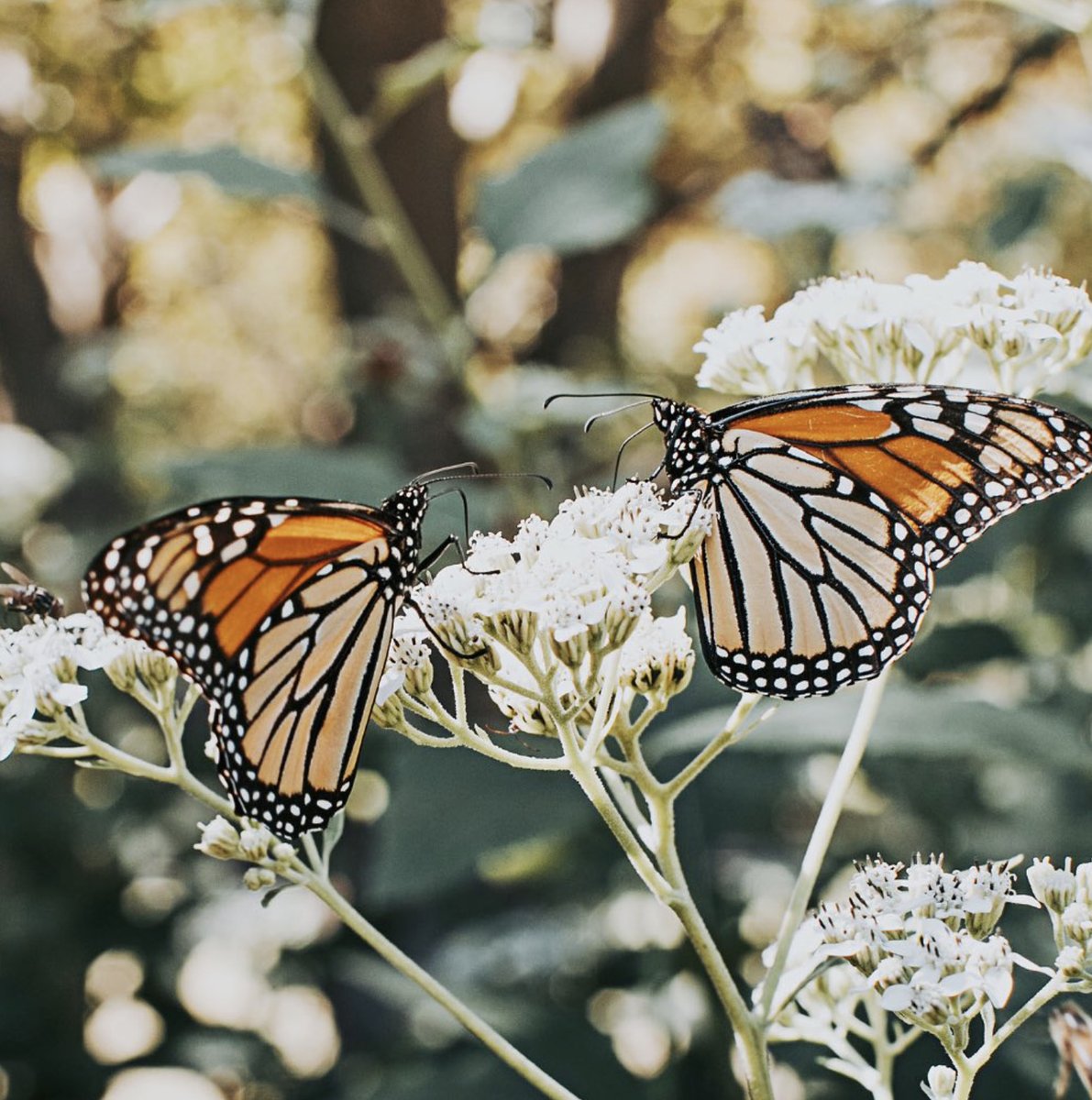 Let your imagination take flight at the Texas Discovery Gardens. It is situated within Fair Park, a historic 277-acre complex known for its art deco architecture. 🦋 Learn more and plan your visit: txdg.org

📷: @texasdiscoverygardens