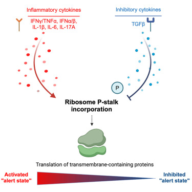 Cytokines remodel the ribosome to incorporate the P-stalk, therefore altering the translation of mRNAs involved in cytokine responses <a href="/CellCellPress/">Cell</a> 
cell.com/cell/fulltext/…