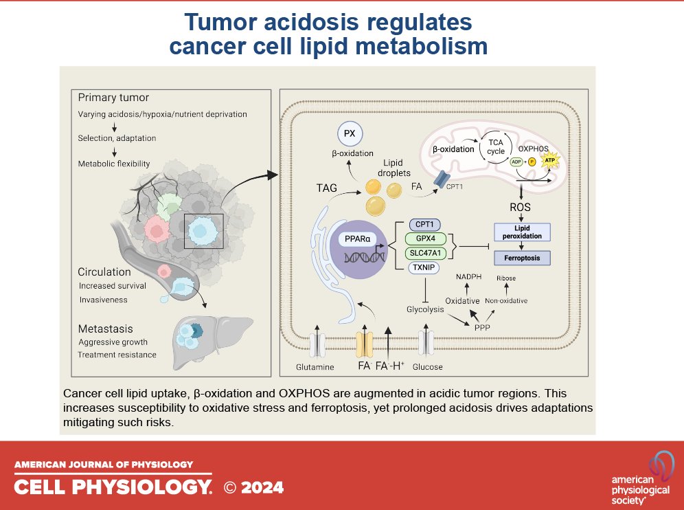 AJPCellPhys's tweet photo. The team at @UCPH_Research continues the battle with #cancer in their October piece, Regulation of cancer cell lipid metabolism and oxidative phosphorylation by #microenvironmental acidosis (Michala Rolver et al.):

https://t.co/7fjxYUj7z3 https://t.co/90pNLONleZ