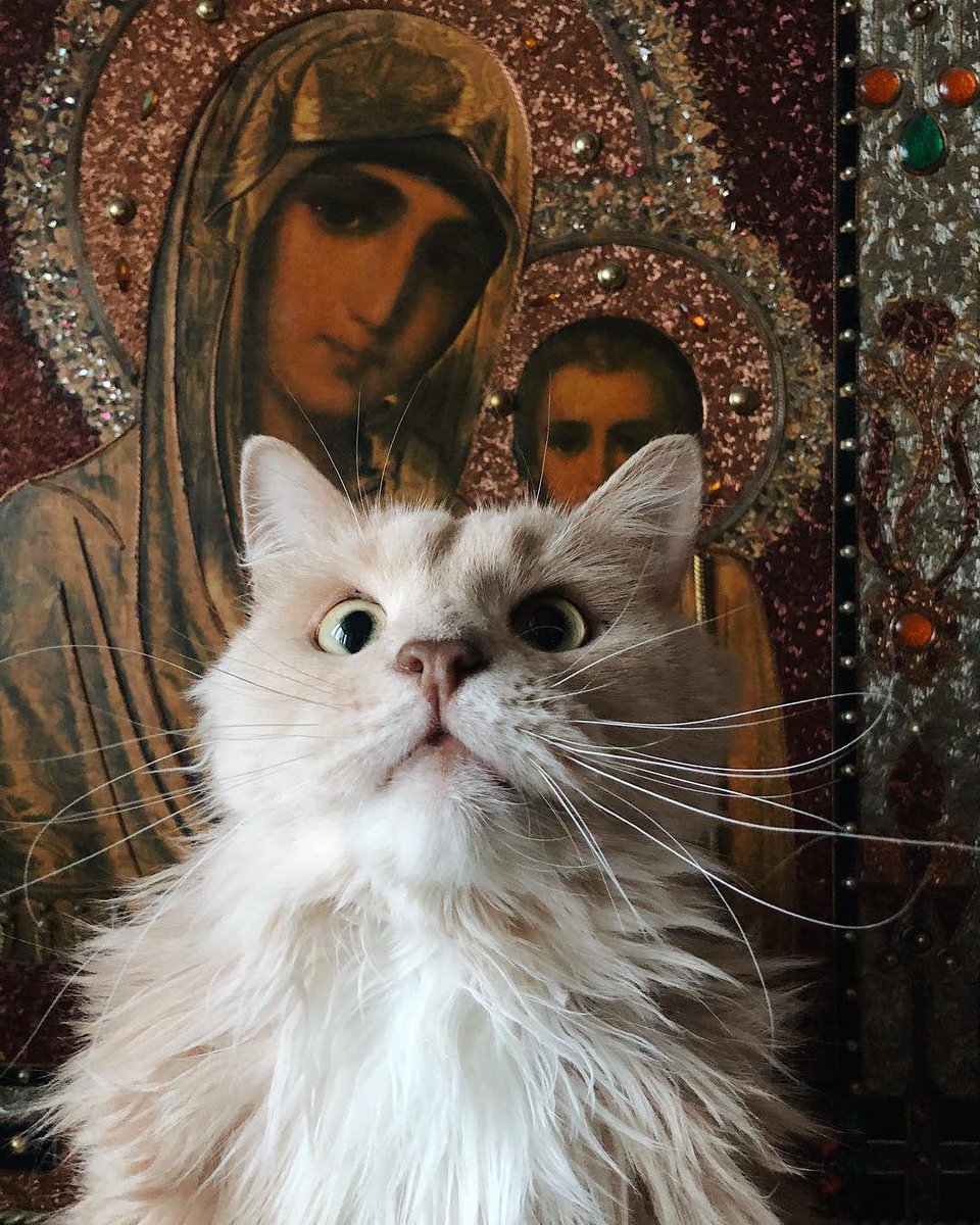 Млимова Каша tweet media
