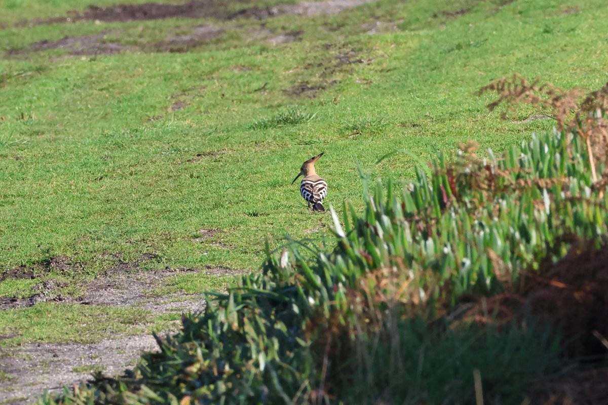 I don't think I have ever seen two Hoopoe in October on Scilly. With one on Tresco last week (still there today) and now one at Porth Hellick this afternoon I have done so this year. What with Great White Egret, Cetti's Warbler and Hoopoe it felt very southern.