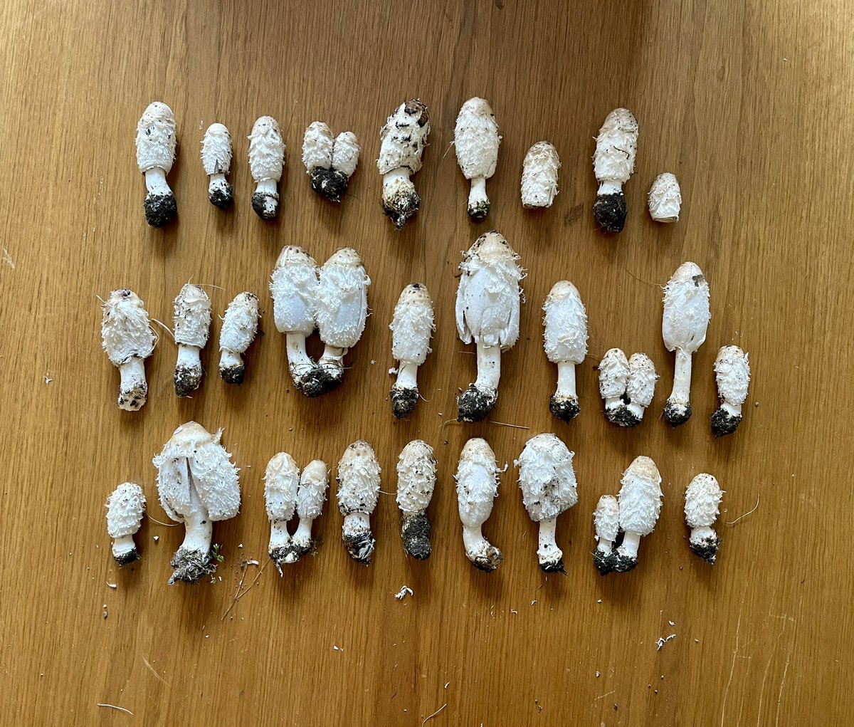 Morning forage: Shaggy Inkcaps