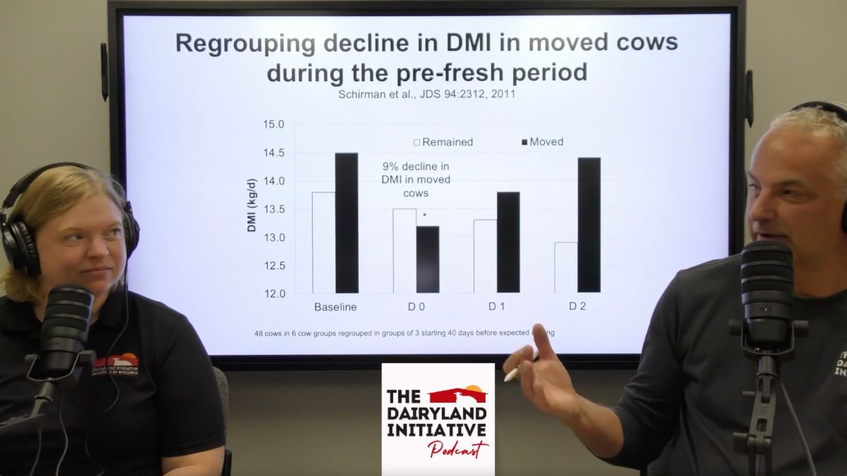 Podcast #13 delves into feeding behavior, re-grouping stress &amp; what key performance indicators of transition cow health managers should look at when evaluating their transition cow programs. Listen &amp; watch now! linktr.ee/thedairylandin…