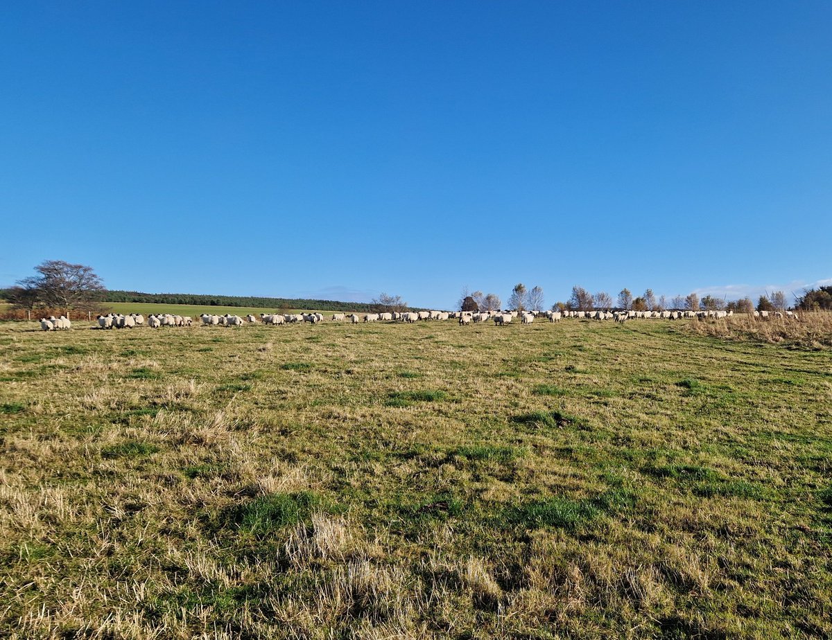 Edinvale Farm 🌱🐂 tweet media