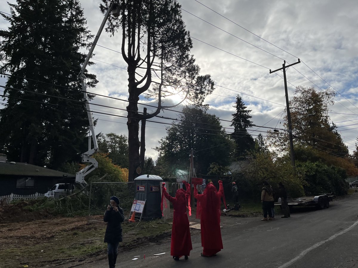 Protesters have gathered in Wedgwood to oppose cutting of 90-foot red cedar activists have nicknamed Astra. They say flawed Seattle tree code needs to change.