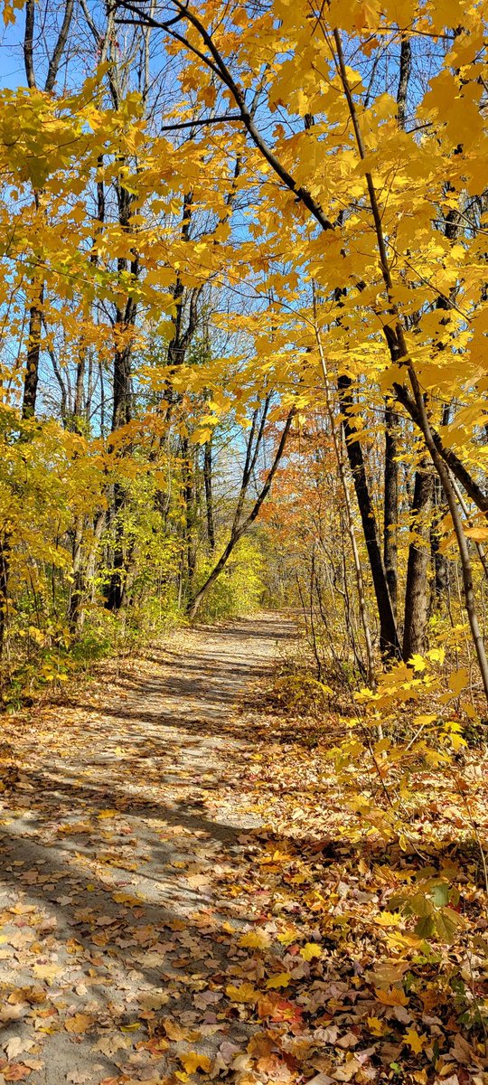 Mobouldeneige's tweet photo. @maudreyhoule Automne 22-10-2024, parc de l'Escarpement, Québec 🌞🙋‍♀️ https://t.co/yclvlRbXkd