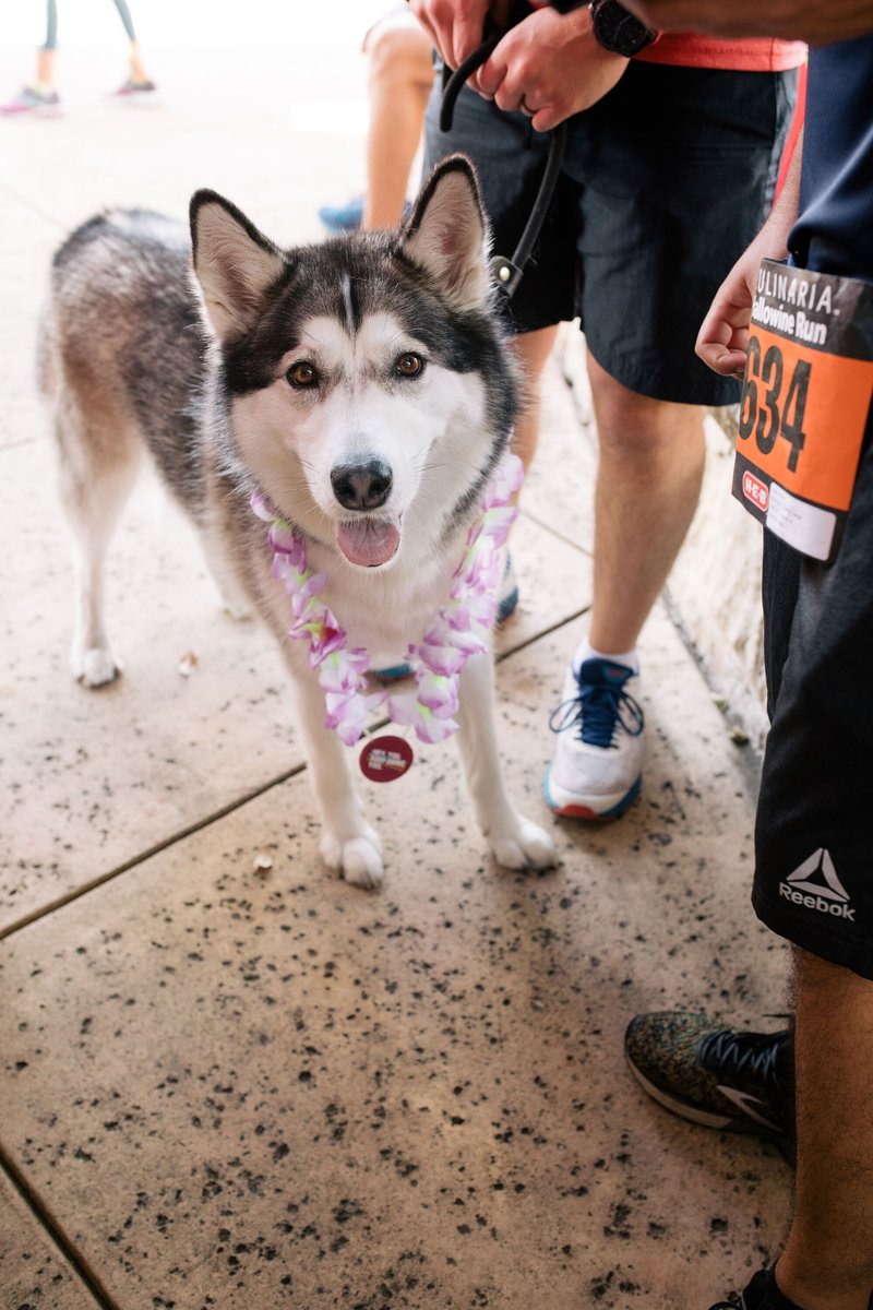 culinariasa's tweet photo. Did you know our HalloWine Run is also pet-friendly?! 🐶

Bring out your fur babies for a fun run this weekend! We love seeing our runners and their companions enjoying a wonderful race day! 

🗓️ 𝗢𝗰𝘁𝗼𝗯𝗲𝗿 𝟮𝟲, 𝟮𝟬𝟮𝟰 | 𝟳𝗮𝗺-𝟭𝟬𝗮𝗺
📍 𝗧𝗵𝗲 𝗦𝗵𝗼𝗽𝘀 𝗮𝘁 𝗟𝗮 𝗖𝗮 https://t.co/1OpPJf22Fv