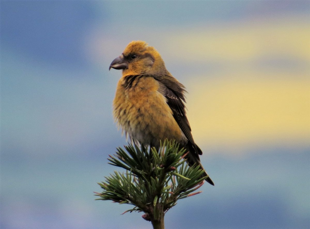 Nick Littlewood (@blackdogbirder) on Twitter photo New paper, led by <a href="/xemasabini/">Rob Hughes</a> in <a href="/MiresandPeat/">Mires and Peat</a>:
More bird species gain from Flow Country afforestation than loose - BUT there's more declines among red-listed birds. Plus loosers are birds for which Flow Country is more important in UK terms.
mires-and-peat.net/pages/volumes/…
#PeatTwitter New paper, led by <a href="/xemasabini/">Rob Hughes</a> in <a href="/MiresandPeat/">Mires and Peat</a>:
More bird species gain from Flow Country afforestation than loose - BUT there's more declines among red-listed birds. Plus loosers are birds for which Flow Country is more important in UK terms.
mires-and-peat.net/pages/volumes/…
#PeatTwitter