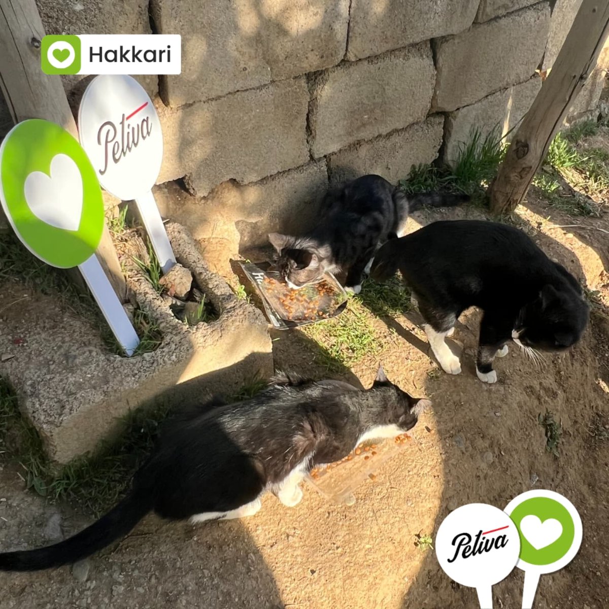 Sokak hayvanlarının beslenmesine destek olmak amacıyla yıllardır sürdürdüğümüz Mamanı Al Gel etkinliklerimizi bu yıl Petiva iş birliği ile gerçekleştirdik. 💚