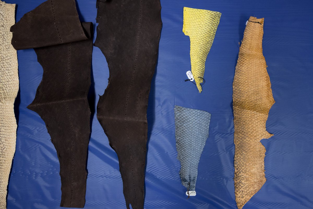 Fish leather has a tensile strength of ~90 newtons (the same thickness of cow leather is ~25). It's time to use more parts of a fish and to learn about our work with the 100% Great Lakes Fish Initiative: seagrant.wisc.edu/news/head-to-t…
<a href="/UWiscSeaGrant/">Wisconsin Sea Grant</a>