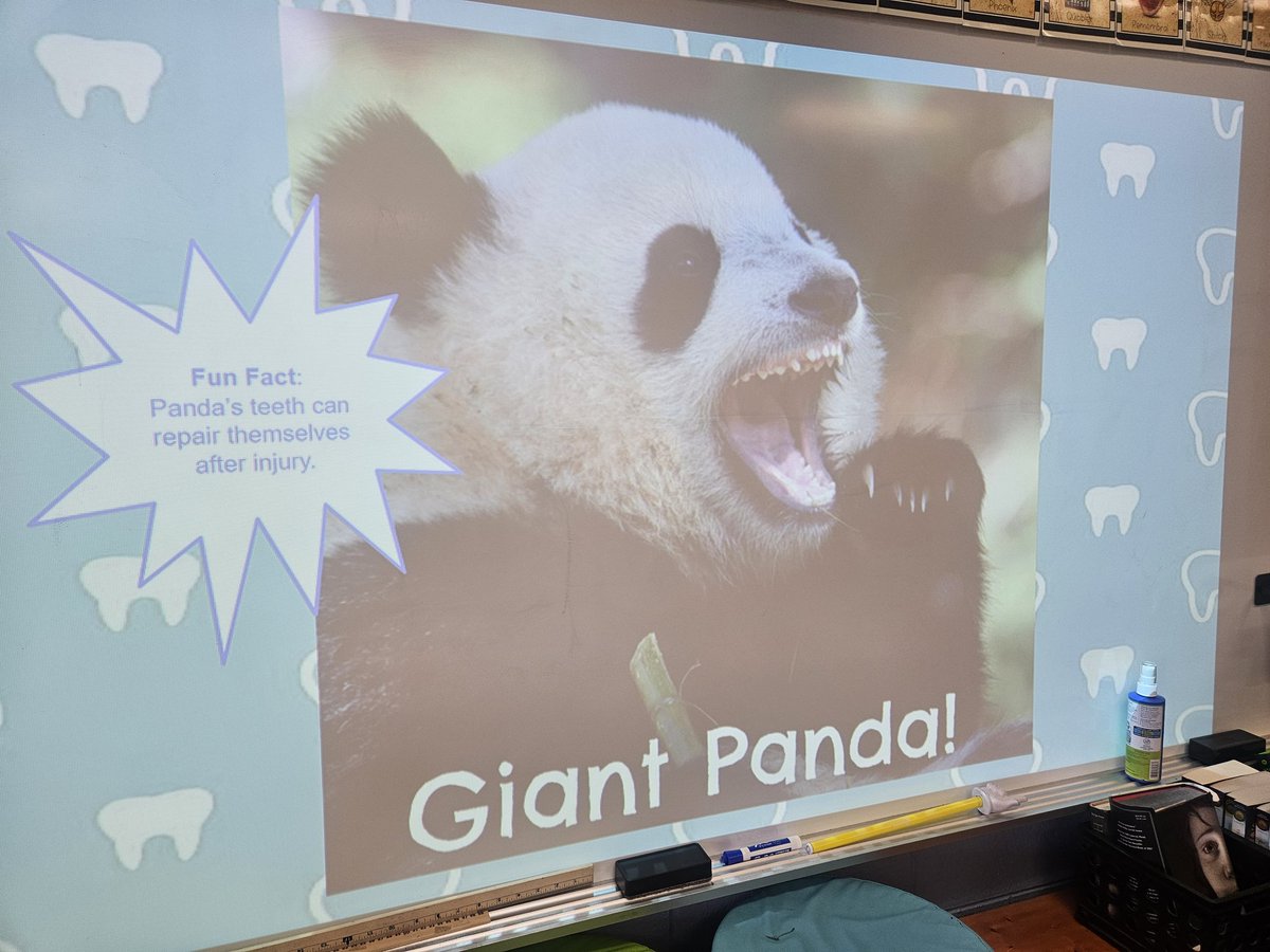 Tooth challenge! Can you infer what kind of animal it is based on its teeth? What makes you think that?