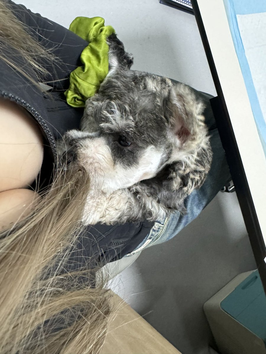 我的小狗见我第一天就会扯我拉链了 https://t.co/3D7urcMBvL