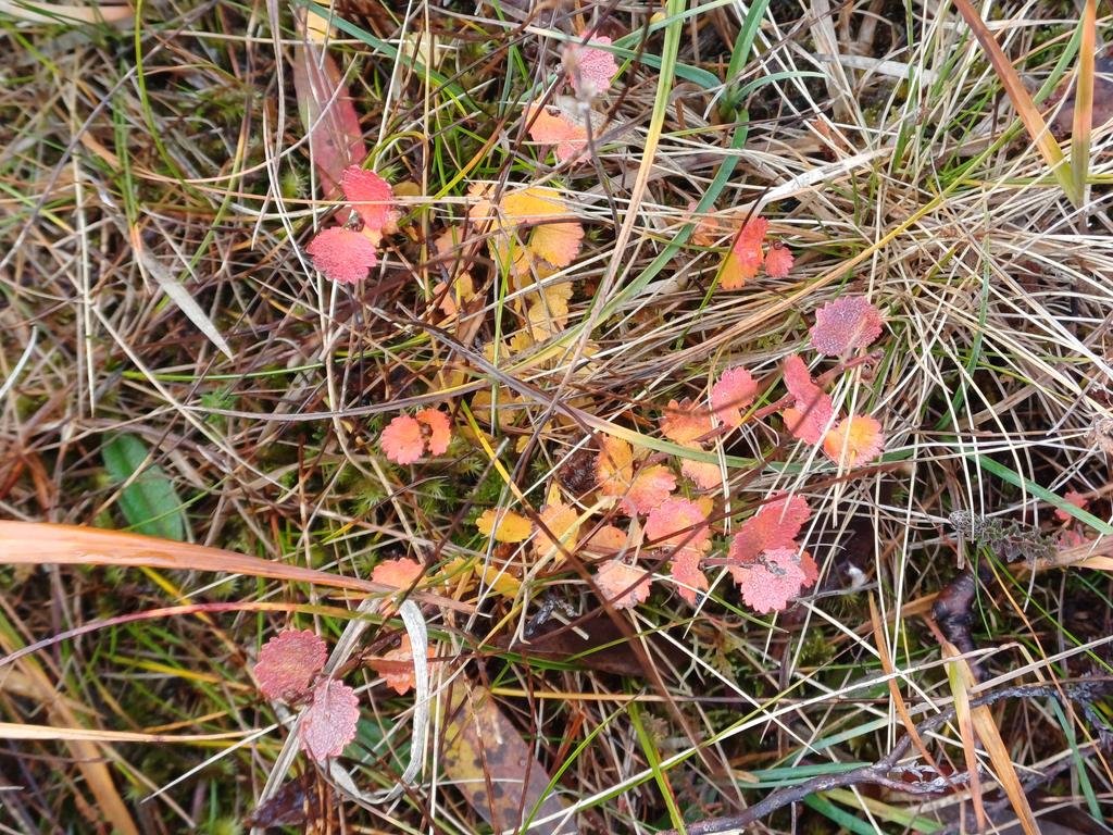 Great to see the autumn colours of Dwarf Birch (Betula nana) in the Scottish Highlands today.