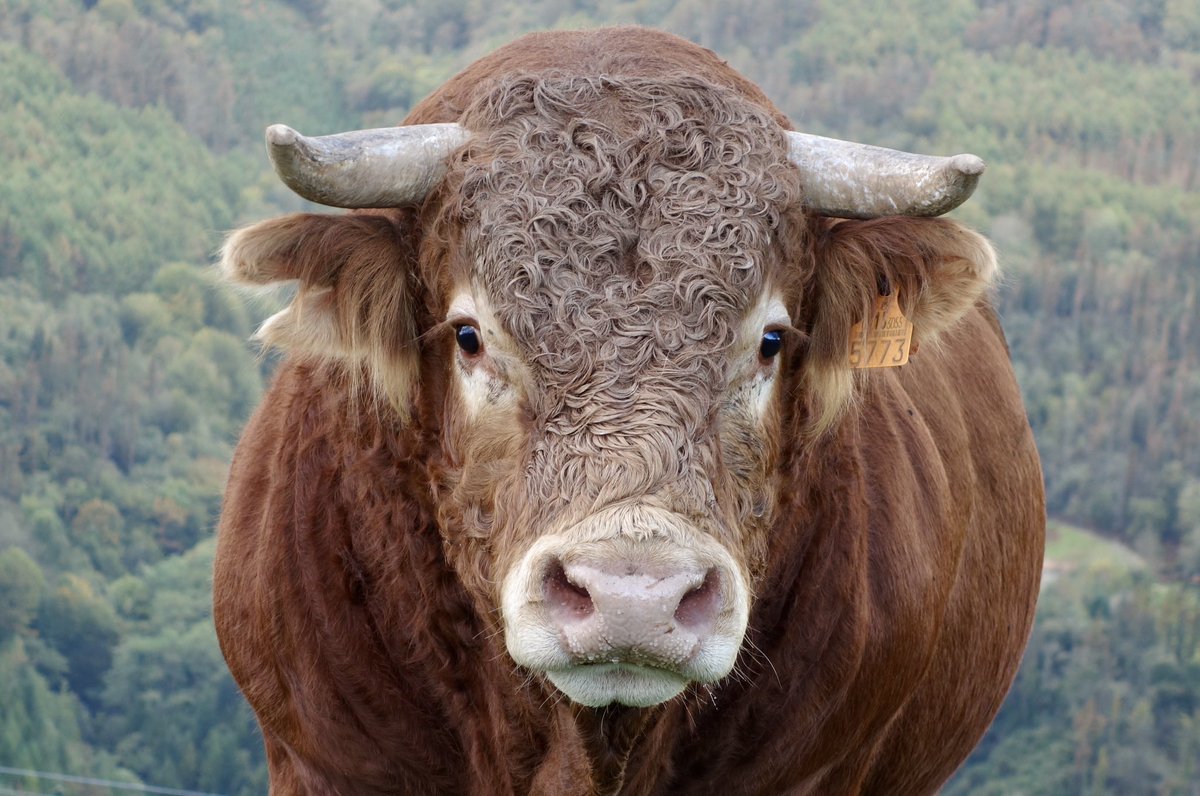 Aurrez aurre, biak bakarrik