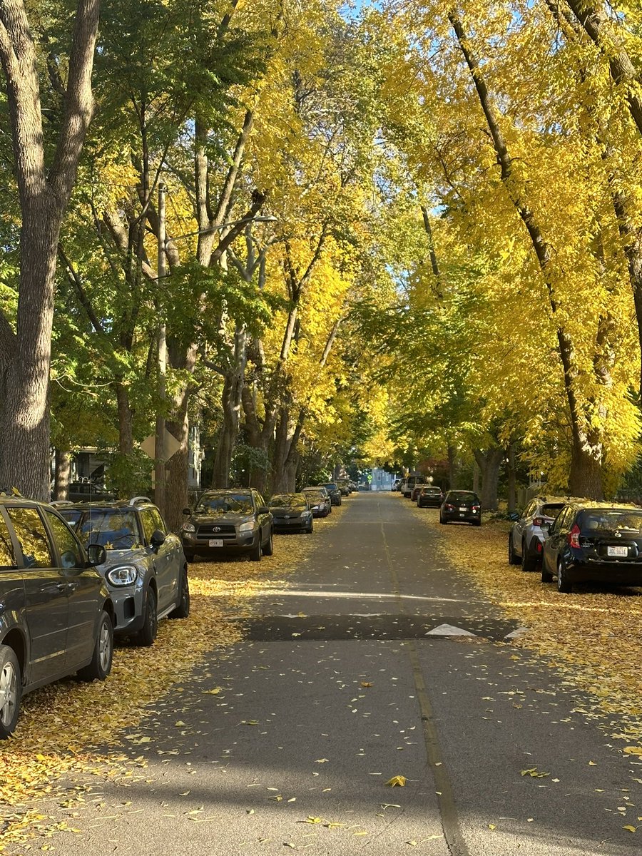 I think my street has the best canopy in the city of Cleveland