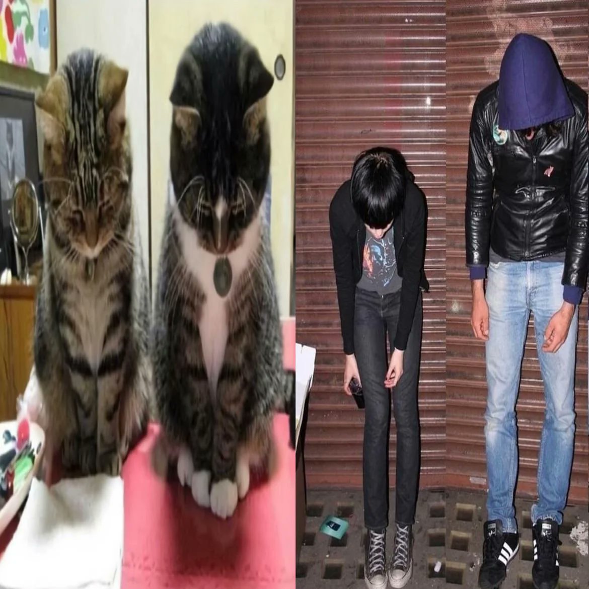 just_fish_uwu's tweet image. 