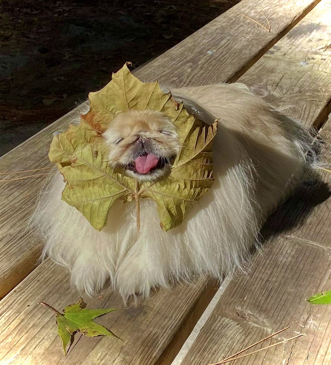 LilCaliGurl's tweet photo. Fall iz here, ππ leabs are change-n.
.
.
#caligurl #flamingler #fall #fallleaves #rvlife #rvdogs #camping #gorving #BigAl #camping #glamping #campingwithdogs #travelgram #travelling #AdventureAwaits #adventuretravel #liveagreatstory #roadsideamerica #rv #fall #fallleaves https://t.co/lXoh8GWRBm