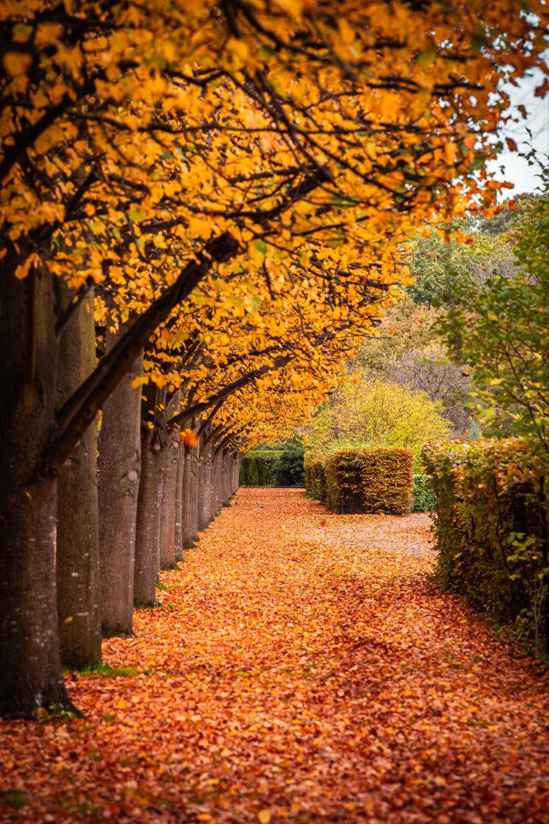 PhotographyJPD's tweet photo. “Autumn magic in full swing 🍂🍁 The vibrant oranges, reds, and golds create a breathtaking display of nature’s beauty. #autum #autumn2024 #London #photographer #autumncolours #NatureBeauty #seasons #photography #trees @natlandawards @Nature @NatGeoMag https://t.co/RHmPS4k6yy