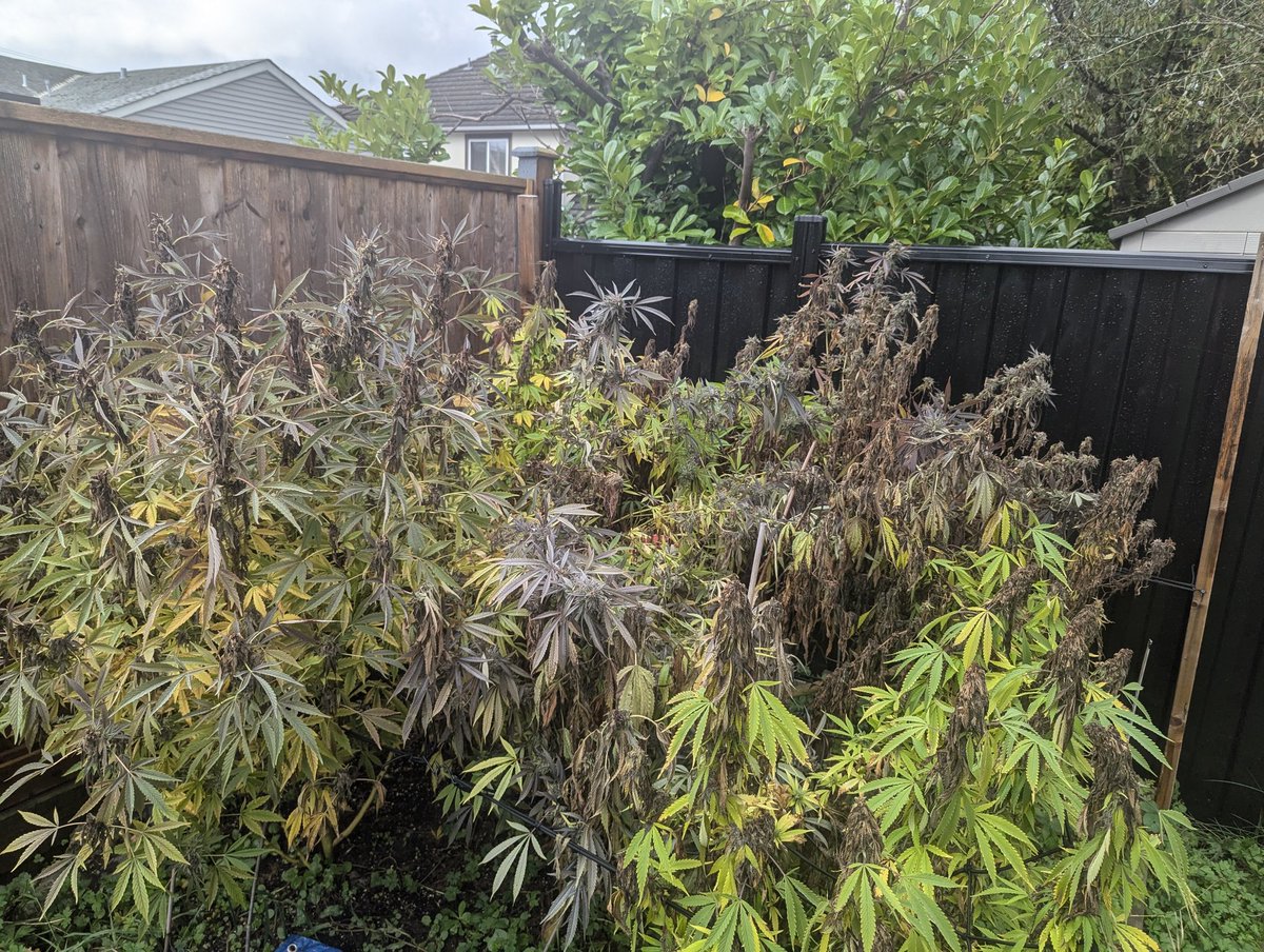 Welp things kinda got away from me and there was a rain storm this week...still some good buds still but most have rotted.  Probably hard for some to see but yeah it is what it is.
First outdoor grow just to see what happened.