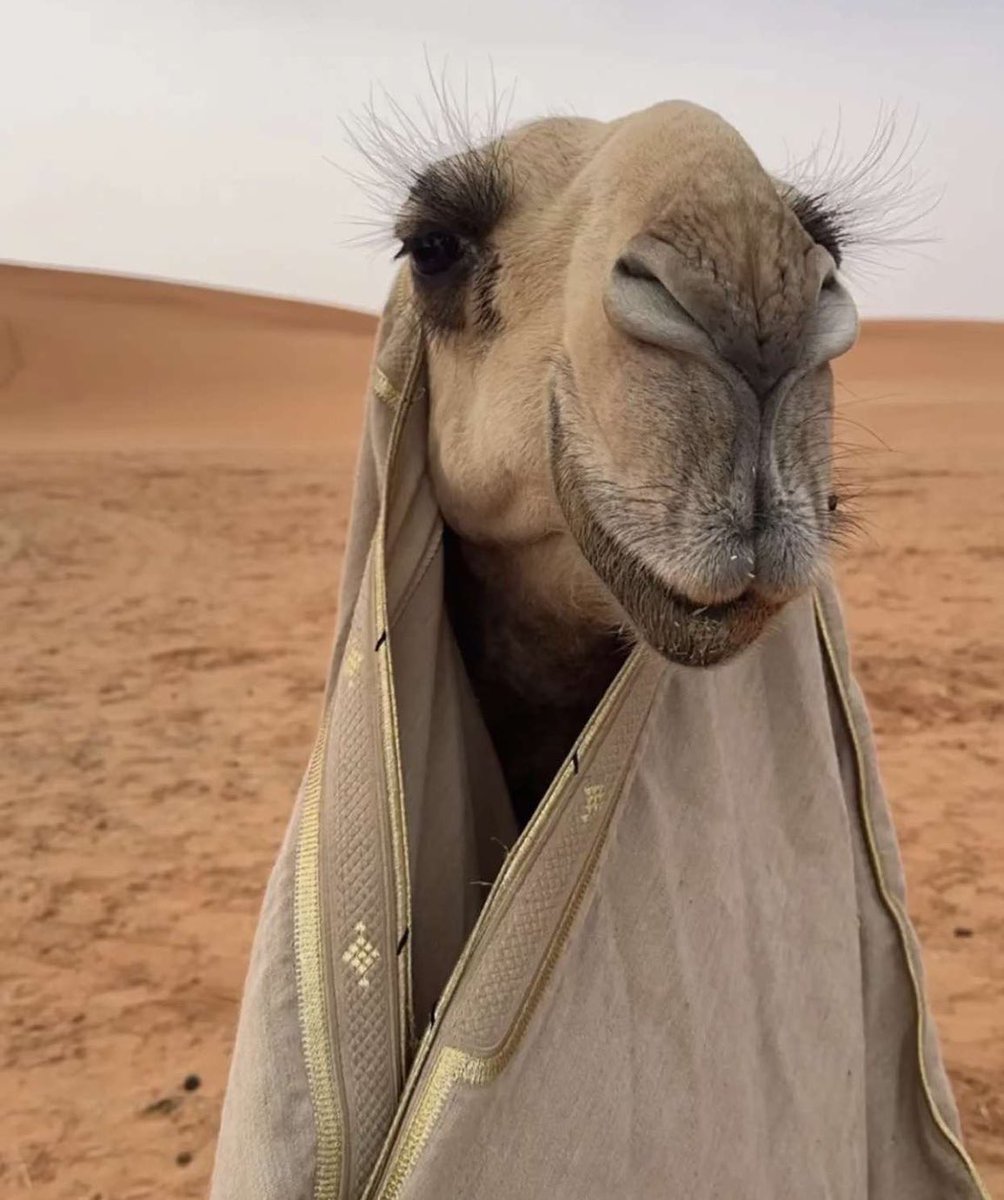 عساس الحدود tweet media