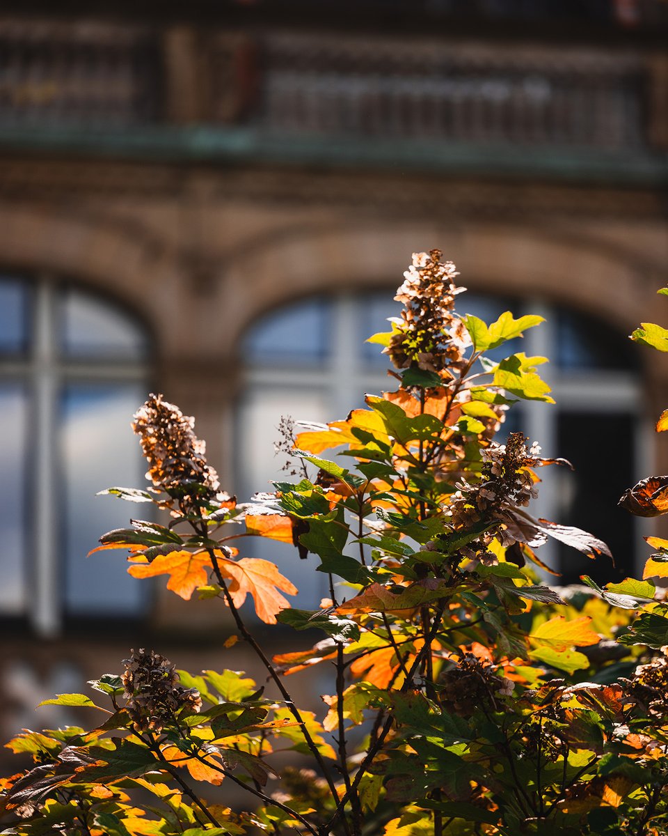 The colors of fall are coming to life all around our site 🍂