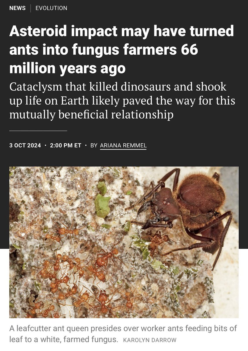 Leafcutter ants are remarkable gardeners, cultivating fungi in their nests by slicing leaves to feed them. New research reveals that this mutualistic relationship may have originated around 66 million years ago, coinciding with the asteroid that killed the dinosaurs. By analyzing