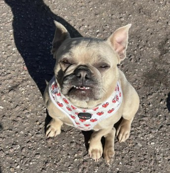 millypod1's tweet photo. ๐21 OCT 2024 #Stolen CHAI #ScanMe
INTRUDER CAUGHT ON CCTV @NorfolkPolice
Fawn/Lilac French Bulldog Female
Lilac coat on her back.. Her front bottom teeth often show and she rests her tongue out the front.
Has a little curly tail
#Costessey #Norfolk #NR5
https://t.co/vT5VErmCs0 https://t.co/7hHRoZG1yt